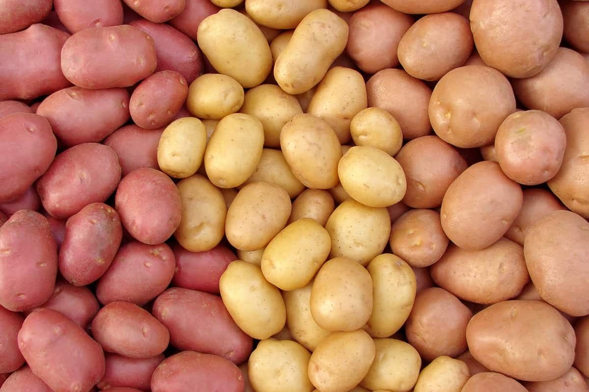Potato