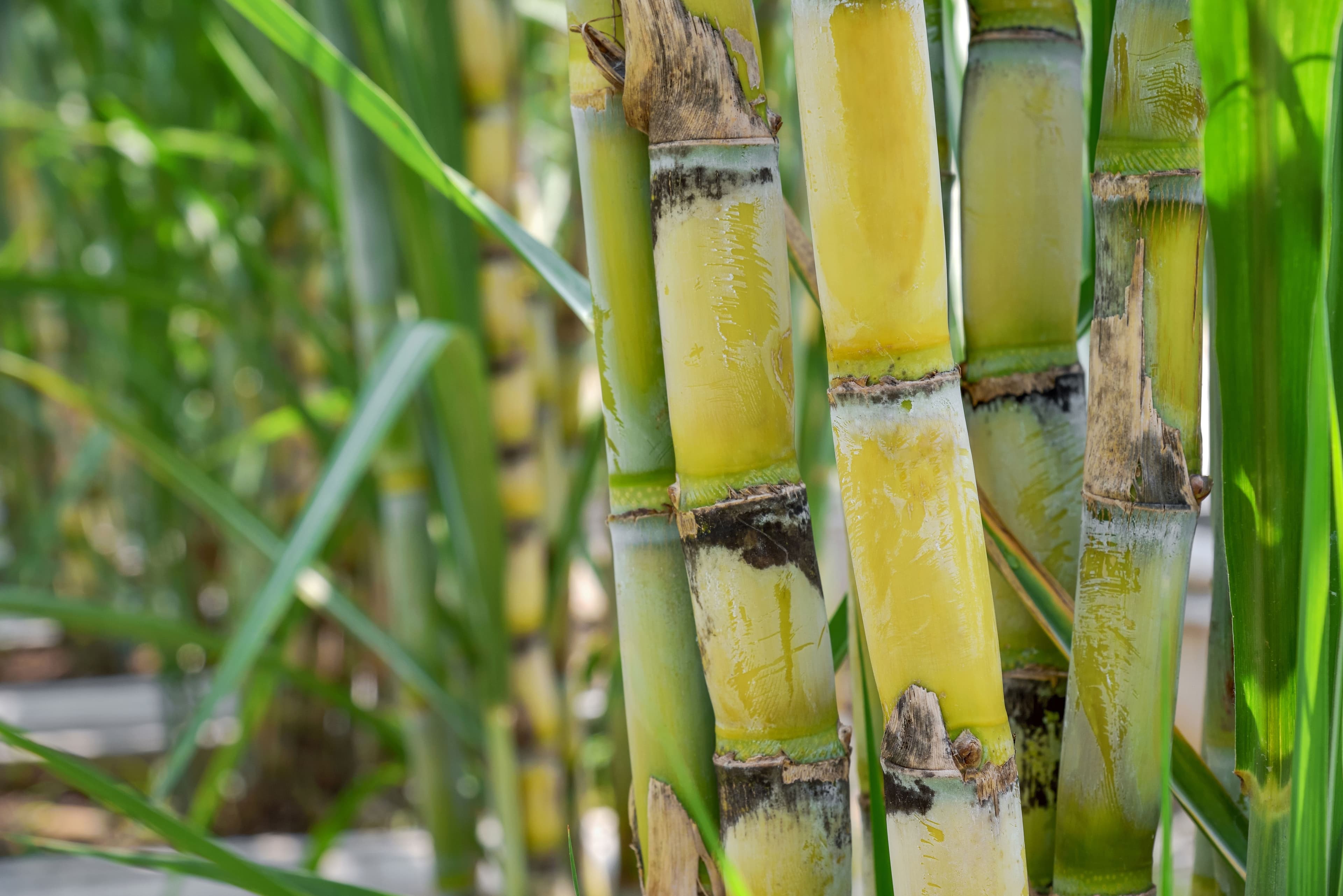 Sugarcane